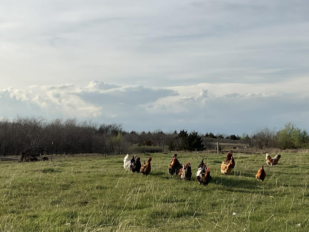 Chickens roaming grassy pasture under dramatic clouds